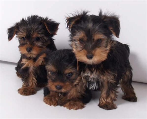 Preciosos Yorkshire ¡garantia veterinaria!