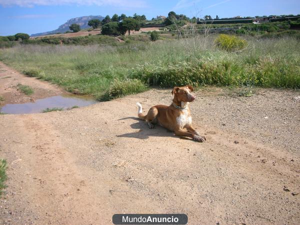 se pasean perros en terrasa