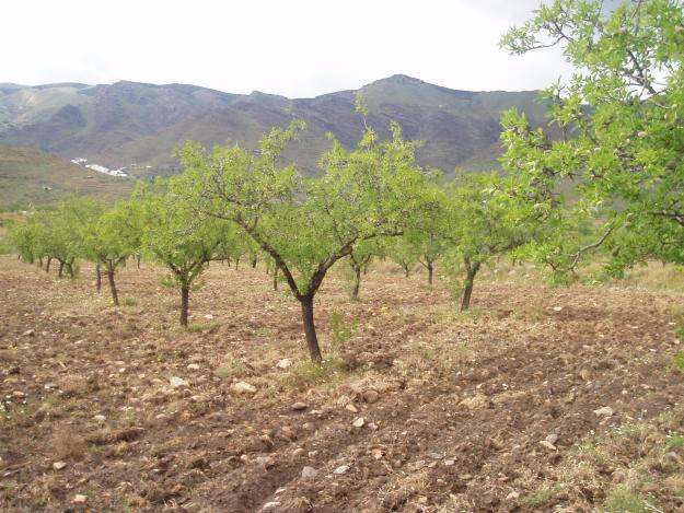 VENDO 10.000 TERRENO EN SENES TABERNAS CON AGUA Y LUZ POSIBILIDAD DE CONSTRUIR 180000EUR