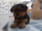 yorkshire terrier - mejor precio | unprecio.es