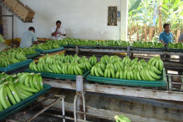 BANANO CANVEDISH Y PLATANO MACHO