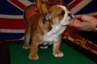 Bulldog ingles - mejor precio | unprecio.es