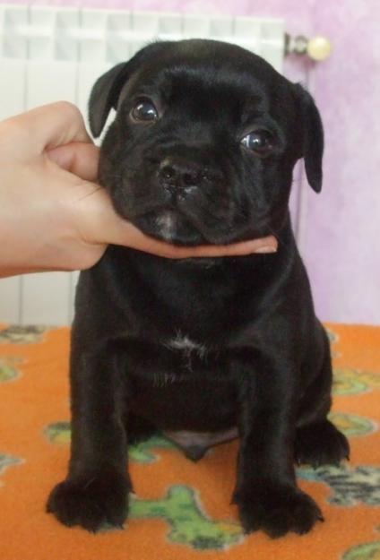 Cachorros de Staffordshire Bull Terrier