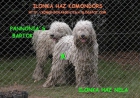 CACHORROS KOMONDOR A LA VENTA!! - mejor precio | unprecio.es