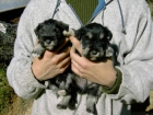 cachorros SCHNAUZER MINIATURA con PEDIGREE - mejor precio | unprecio.es