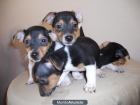 jack russell - mejor precio | unprecio.es