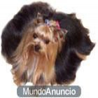 para montas miniatura de yorkshire pesa 1 kl 100 gr - mejor precio | unprecio.es