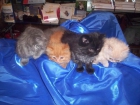 PERSA Gato plácido, tranquilo, flemático, sedentario, que puede vivir felizmente en un apartamento. Sociable, pacífico - mejor precio | unprecio.es