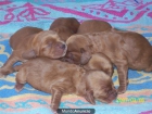 Se venden Cachorros de Cocker spani - mejor precio | unprecio.es