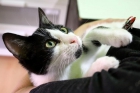 Silvestre gatito vaquito de 6 meses - mejor precio | unprecio.es