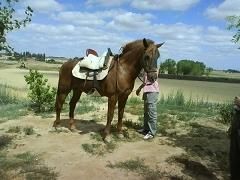 The Black Rose Farm ''Irish Cob''