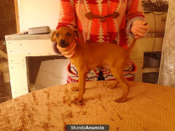 ULTIMO CACHORRO DE RATON DE PRAGA