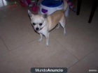 VENDO CHIHUAHUA ADULTO ECONOMICO - mejor precio | unprecio.es