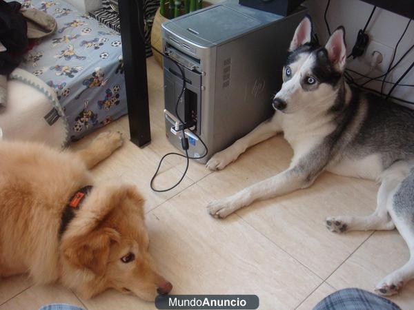 VENDO HUSKY DE 1 AÑO Y 3 MESES ( HEMBRA )