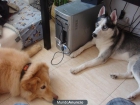 VENDO HUSKY DE 1 AÑO Y 3 MESES ( HEMBRA ) - mejor precio | unprecio.es
