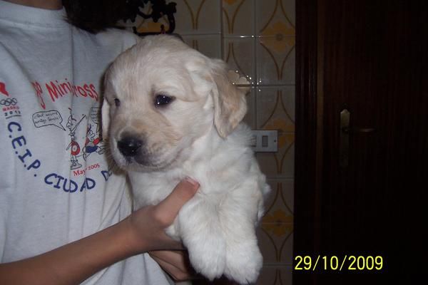 CACHORRITOS DE GOLDEN RETRIEVER