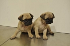 Cachorros de carlino - mejor precio | unprecio.es