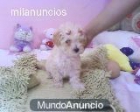 camada de caniches enanos por solo 325 - mejor precio | unprecio.es