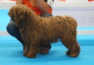 Camada perro de agua de la Subcampeona del Mundo
