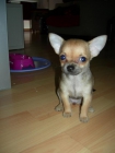 Chiuahua hembra toy. Cachorro. - mejor precio | unprecio.es
