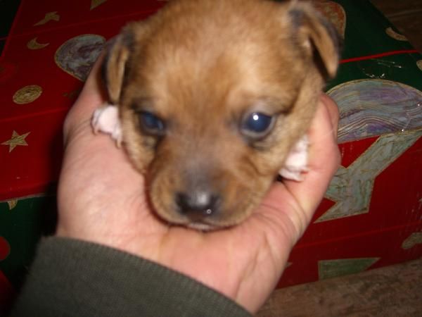 cruce de mini pincher