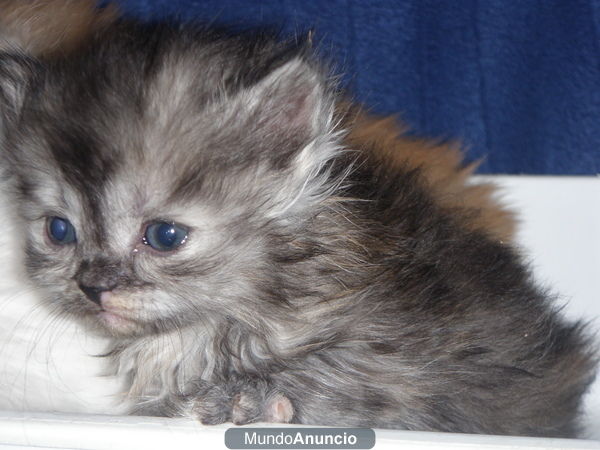 gata persa azul y blanca