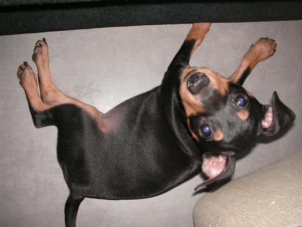 MINI PINSCHER