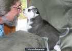Regalo Ojos azules Siberian Husky cachorros - mejor precio | unprecio.es