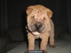 Shar Pei preciosa camada cachorros nacionales 390€ - mejor precio | unprecio.es