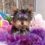 yorkshire terrier