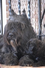 BOUVIER DE FLANDES (CACHORROS DISPONIBLES) - mejor precio | unprecio.es