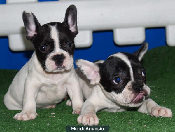 Bulldog Frances, increible camada