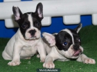 Bulldog Frances, increible camada - mejor precio | unprecio.es