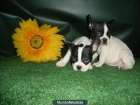 Bulldog Frances, tu oportunidad, muy económicos - mejor precio | unprecio.es