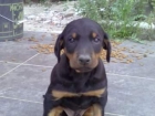 CACHORROS DOBERMAN - mejor precio | unprecio.es