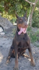 Doberman se venden o se cambian - mejor precio | unprecio.es