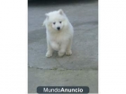 samoyedo ultimo cachorro - mejor precio | unprecio.es