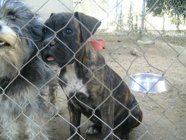 se,vende,hembra,boxer