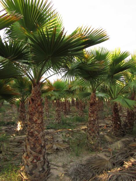 Venta de palmeras Washingtonia robusta