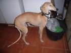 AYUDA URGENTE!!! GALGA JOVENCITA ABANDONADA - mejor precio | unprecio.es