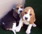 Beagles, excelentes cachorros con mucho - mejor precio | unprecio.es