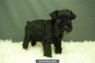 Cachorros de schnauzer miniatura en valencia - mejor precio | unprecio.es