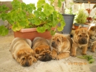 CACHORROS DE SHAR PEI - mejor precio | unprecio.es