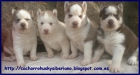 Cachorros Husky Marrones y Blancos con Ojos Azules - mejor precio | unprecio.es