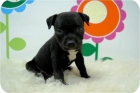 Excelentes Staffordshire bullterrier. - mejor precio | unprecio.es