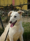 Mark cachorro blanco busca hogar. (Huesca) - mejor precio | unprecio.es