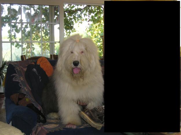 Preciosos cachorros de bobtail 