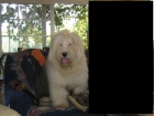 Preciosos cachorros de bobtail " regalo" - mejor precio | unprecio.es