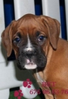 Se vende camada de Boxer, impresionantes - mejor precio | unprecio.es