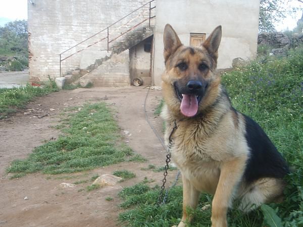 se venden cachorros de pastor aleman